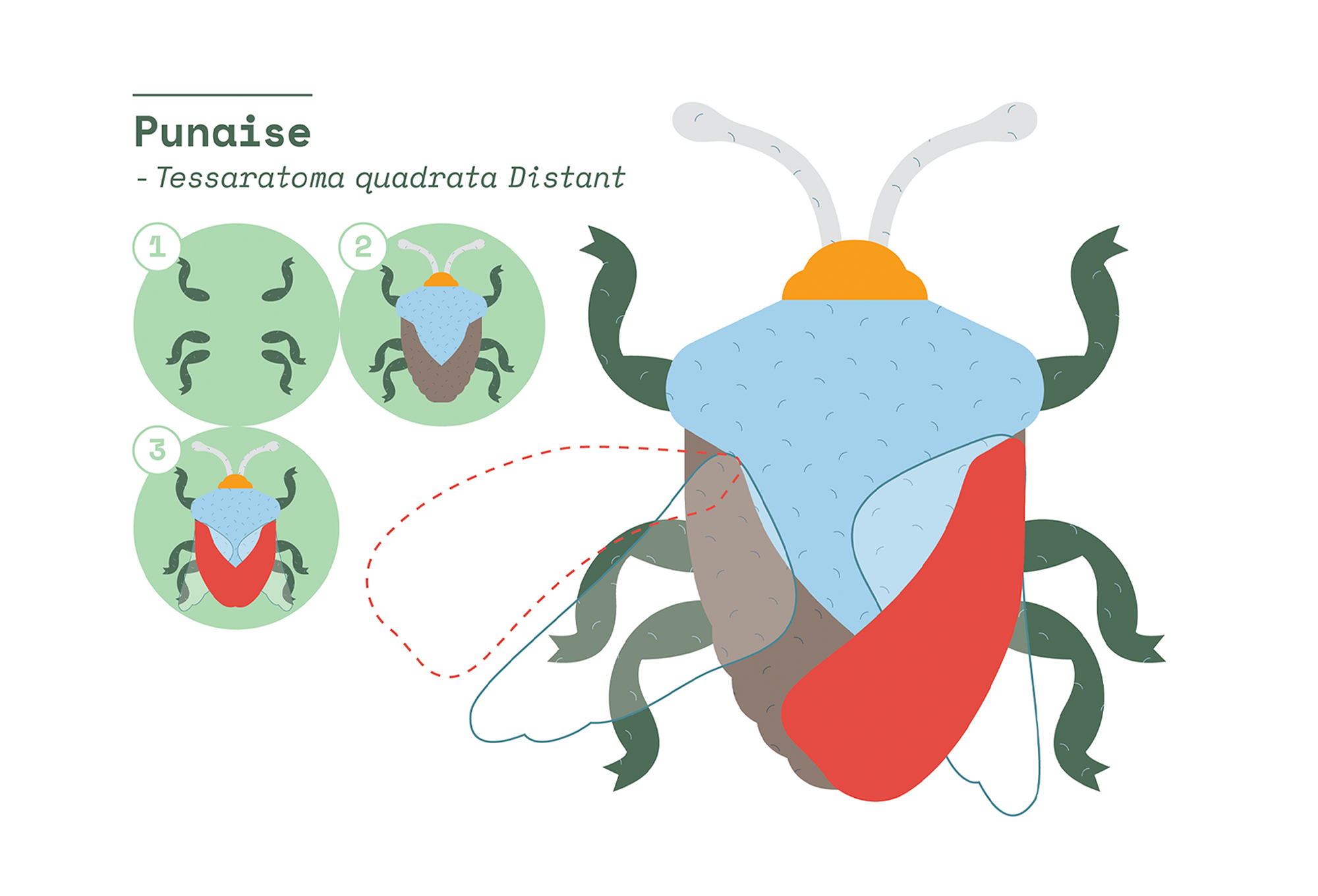 Outil insectes, carte modèles punaise