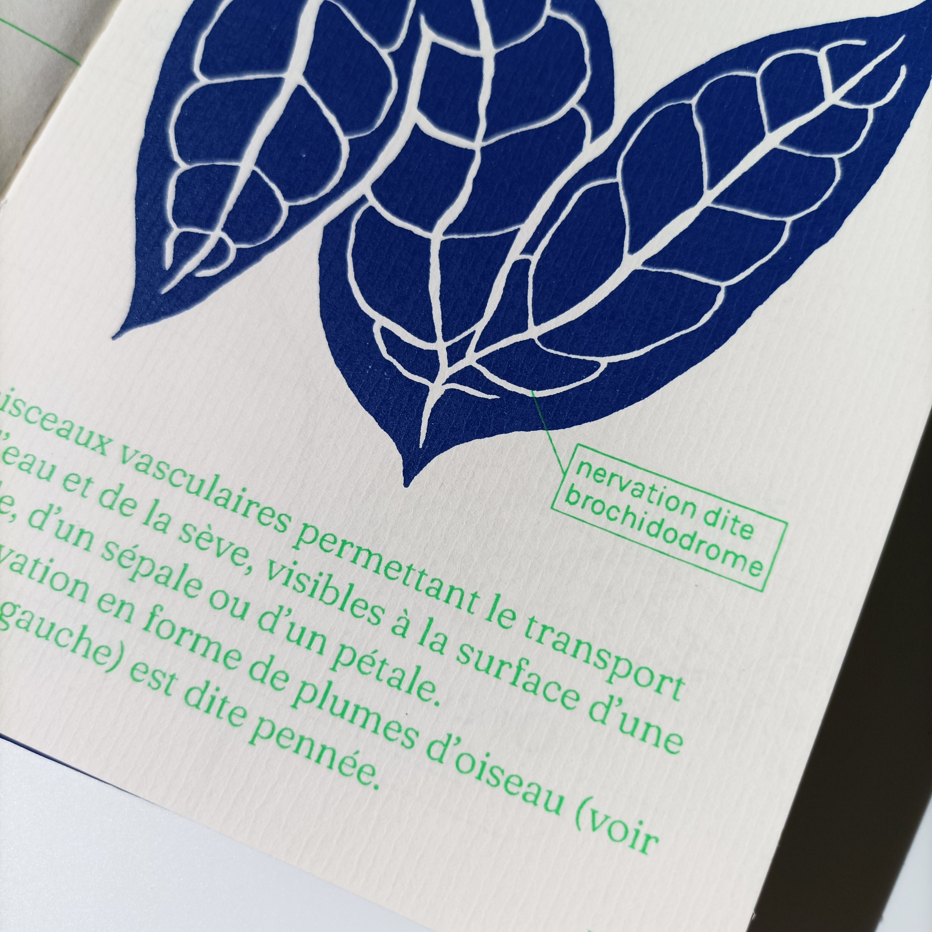 Petit Abécédaire de Botanique, page N