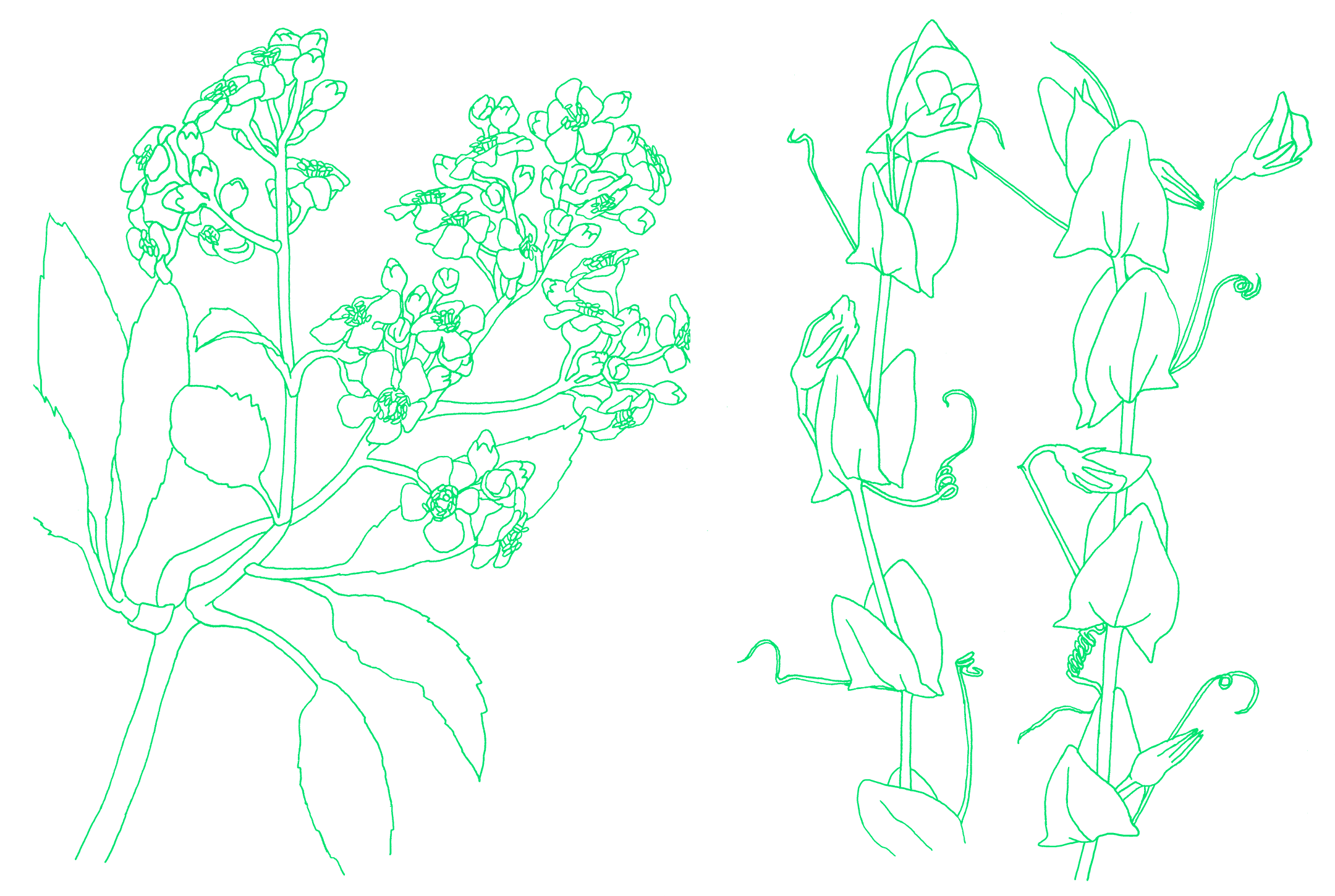 Petit Abécédaire de Botanique, plantes