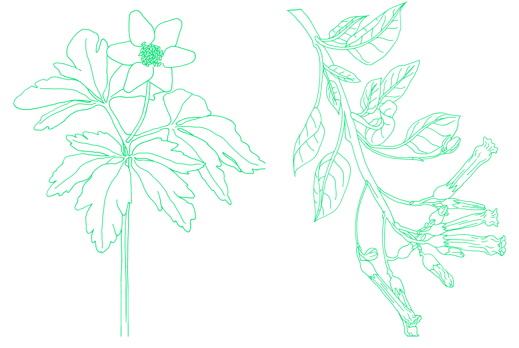 Petit Abécédaire de Botanique, plantes