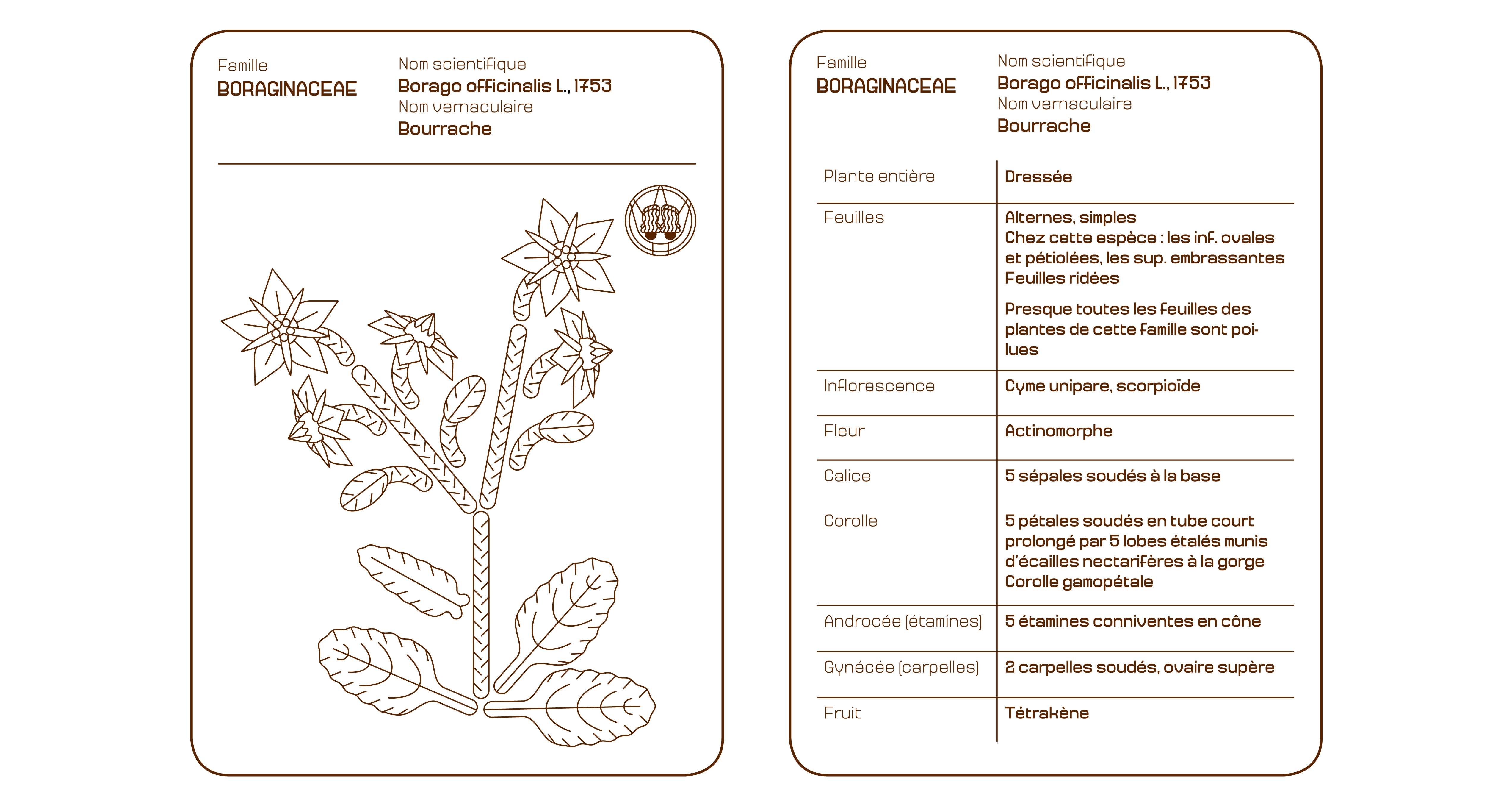 L'Organographe, dessins vectoriel plaquettes