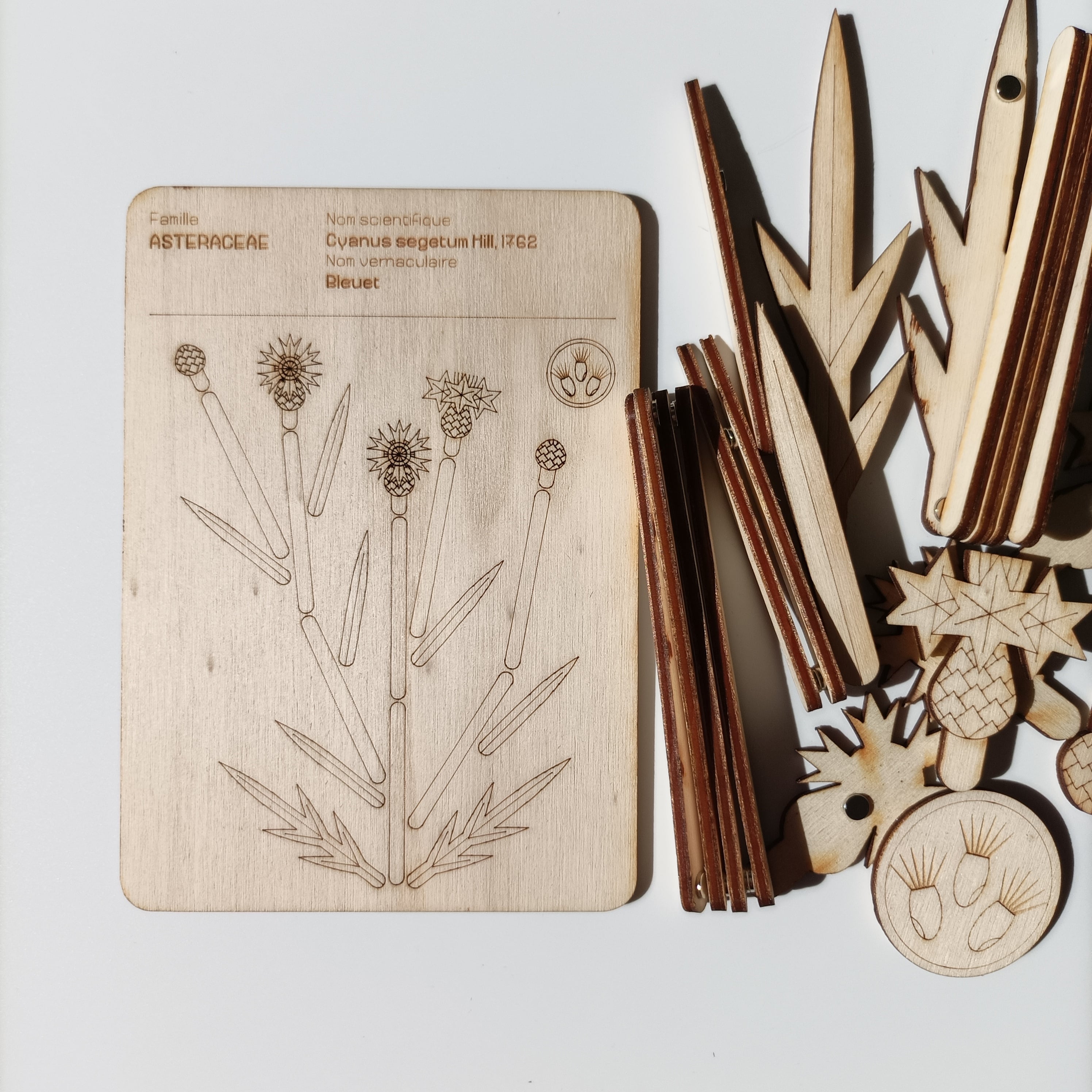 L'Organographe, situation de jeu