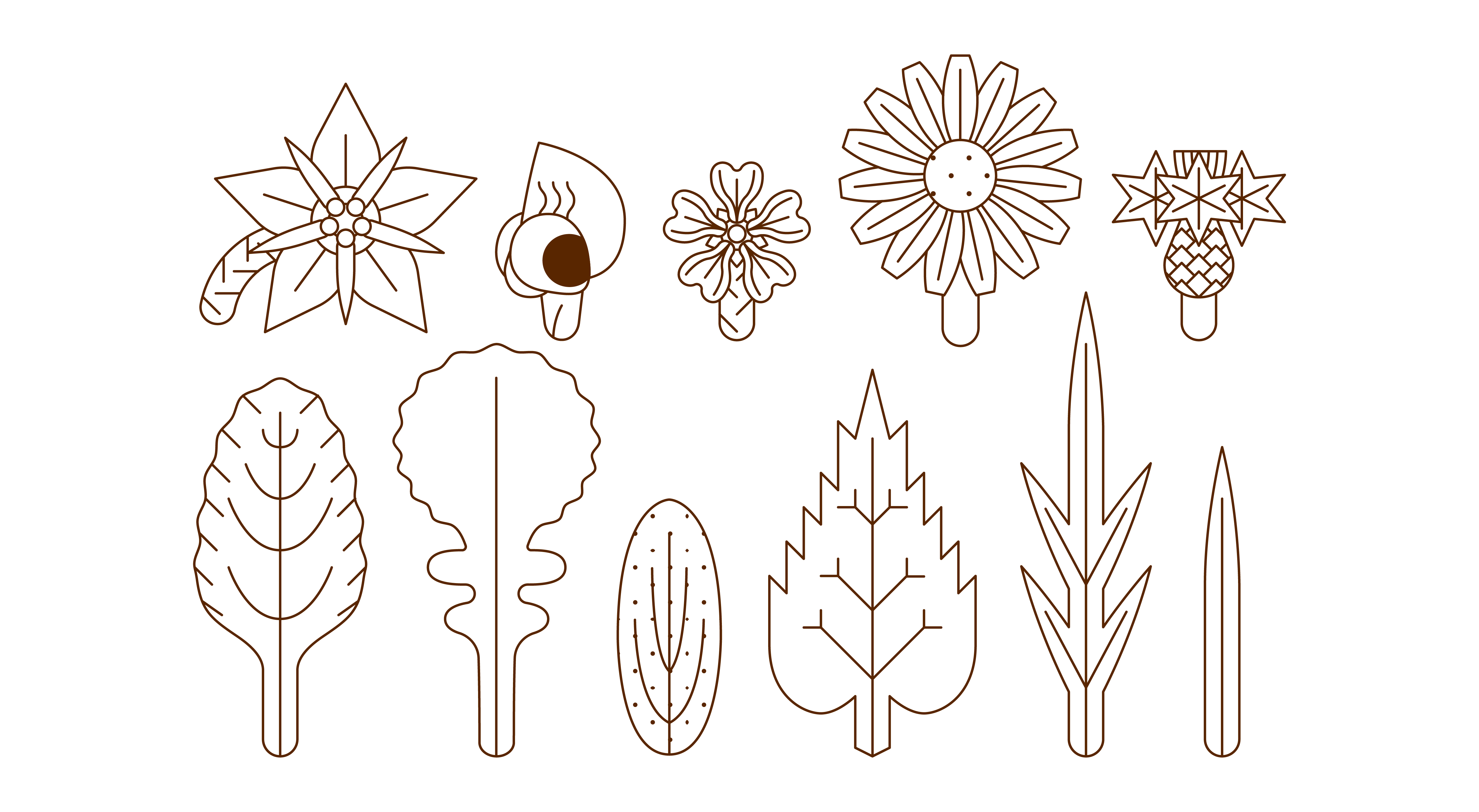 L'Organographe, dessins vectoriel plantes