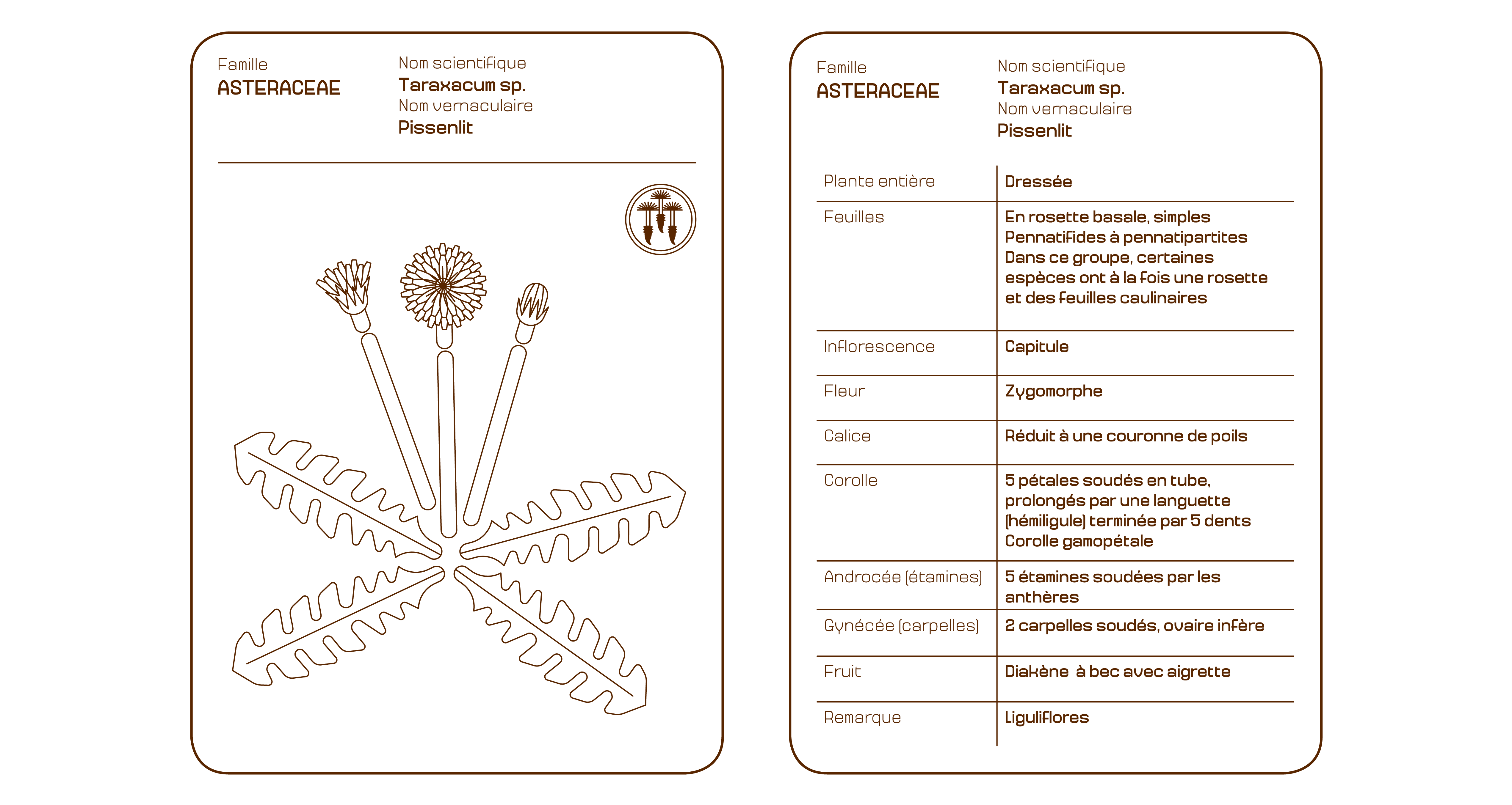 L'Organographe, dessins vectoriel plaquettes