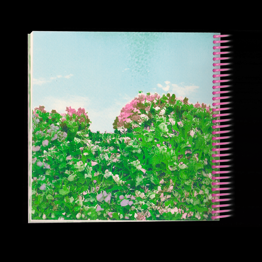 Typo Lepidoptera, spécimen