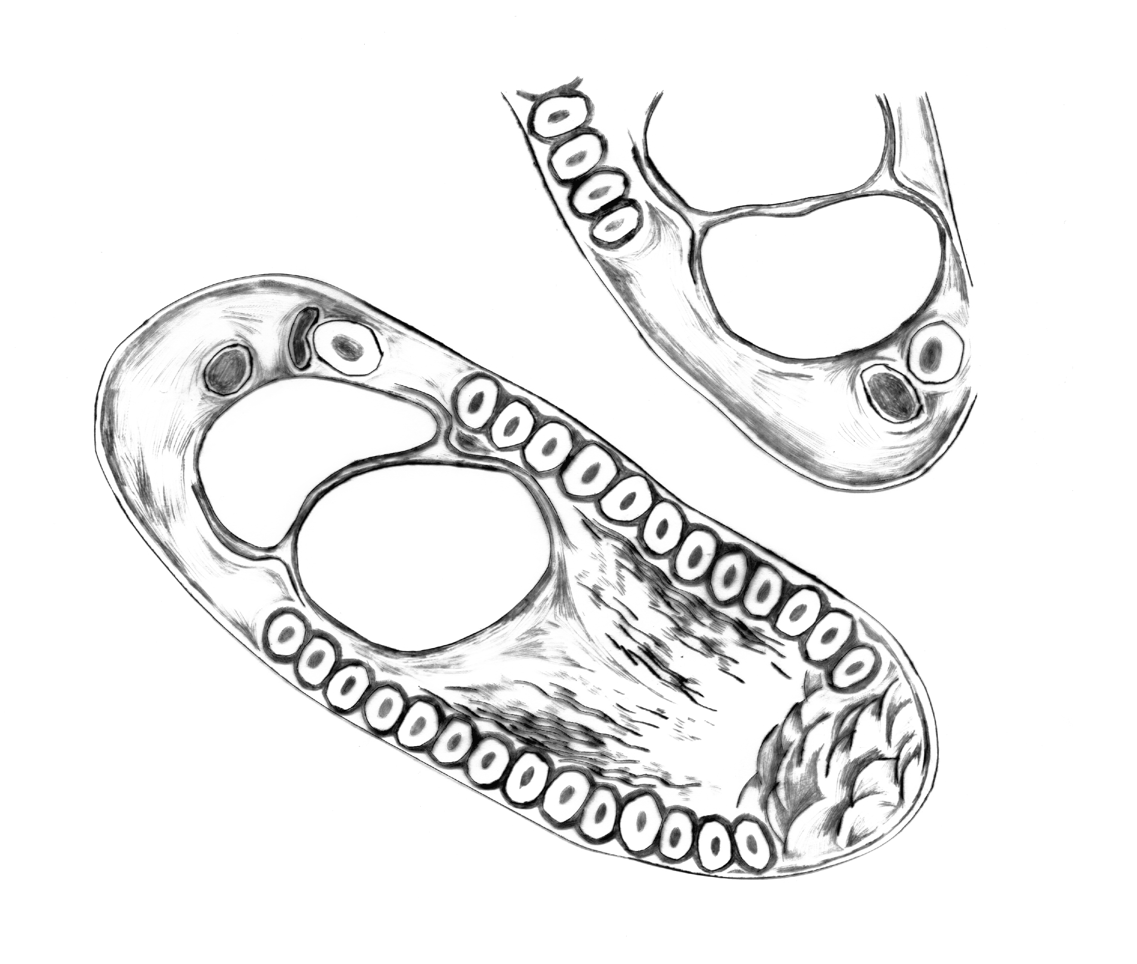 Le petit monde, illustration de micro-organisme