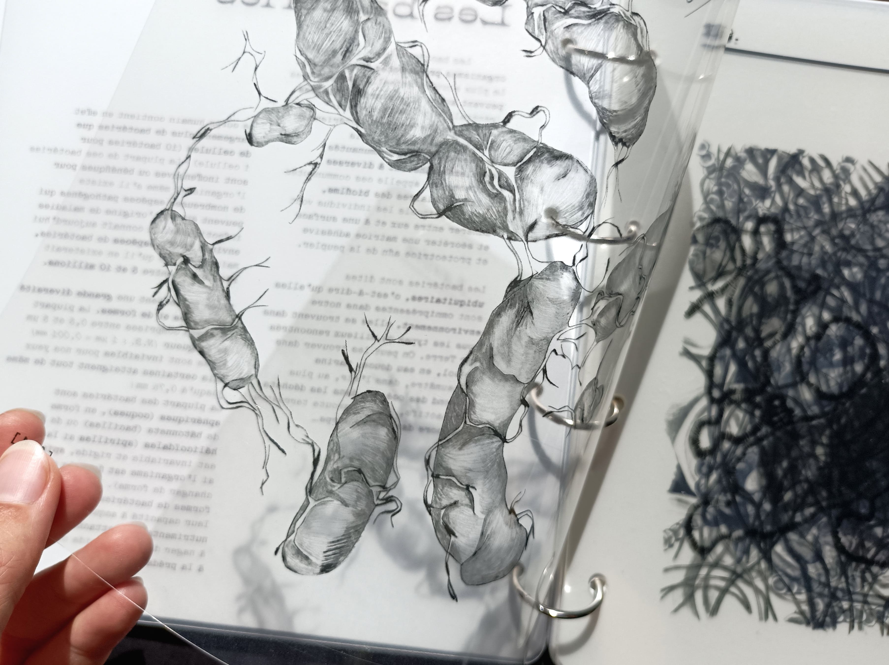 Le petit monde, zoom illustration