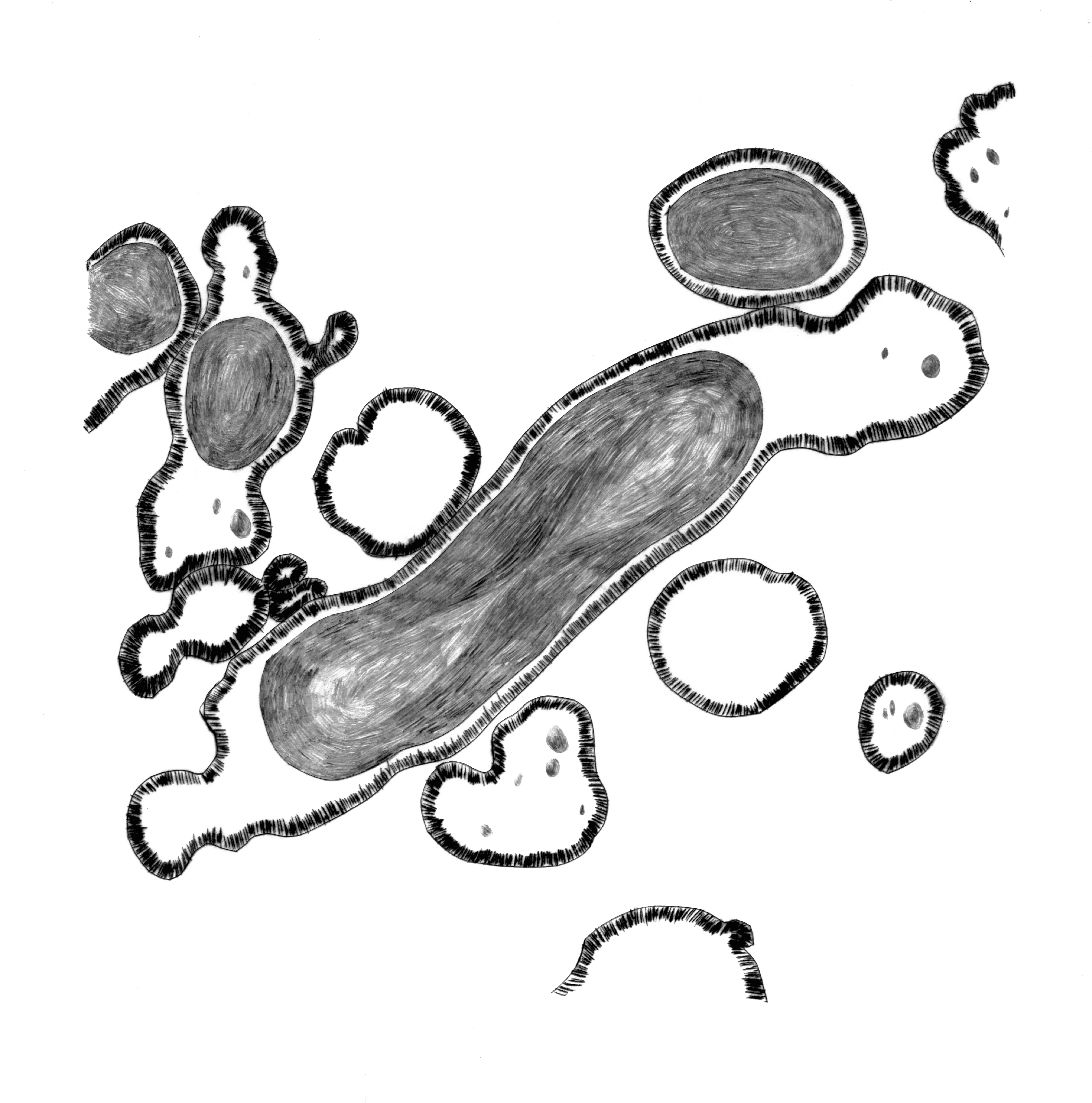 Le petit monde, illustration de micro-organisme