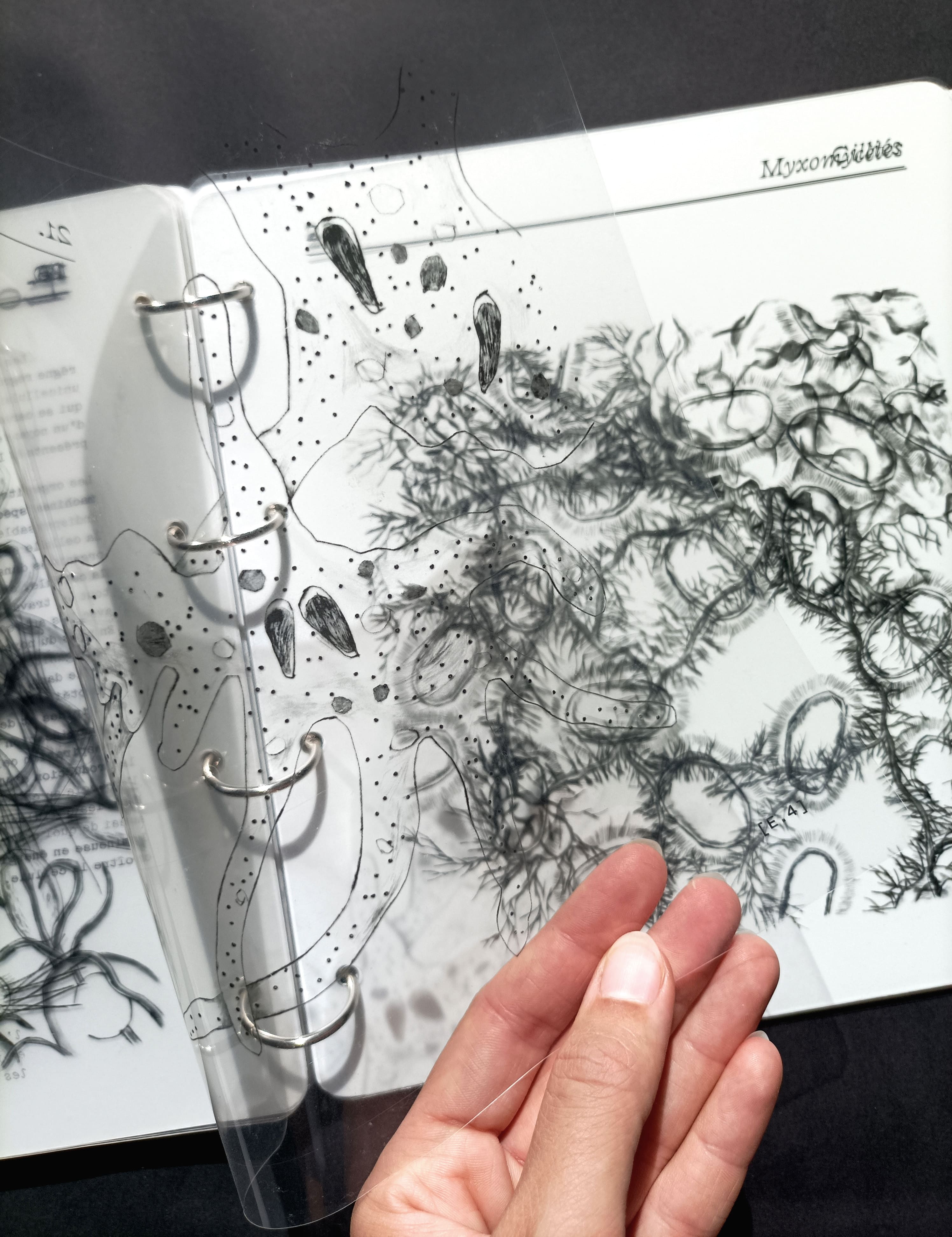 Le petit monde, zoom illustration